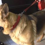 Izrada registra pasa i mačaka u Zenici