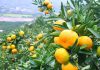 Pojačan nadzor uvoza grožđa, mandarina i breskvi