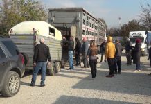 Obavljena dodjela 16 steonih junica