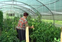 Poljoprivreda ZDK ulazi u 2026. godinu s rekordnom podrškom: Sredstva poticaja udvostručena za dvije godine