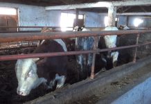 Dogovoreno rješenje za sporni otkup mlijeka na prostoru ZDK