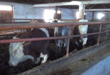 Mljekari pred gašenjem proizvodnje